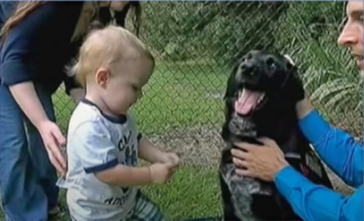 Perro de familia advierte a los padres del maltrato sufrido por su bebé (+ VIDEO) - 1