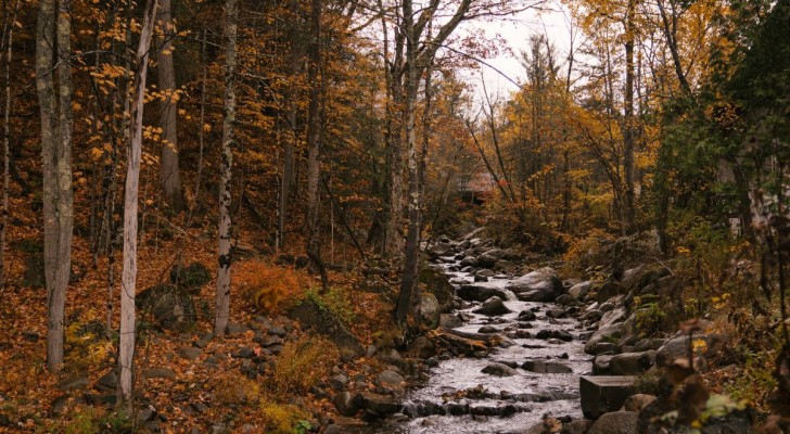 Riesci a trovare lo scoiattolo nascosto nel bosco? Se ce la fai hai una vista impeccabile - 1