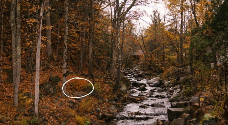 Riesci a trovare lo scoiattolo nascosto nel bosco? Se ce la fai hai una vista impeccabile - 3