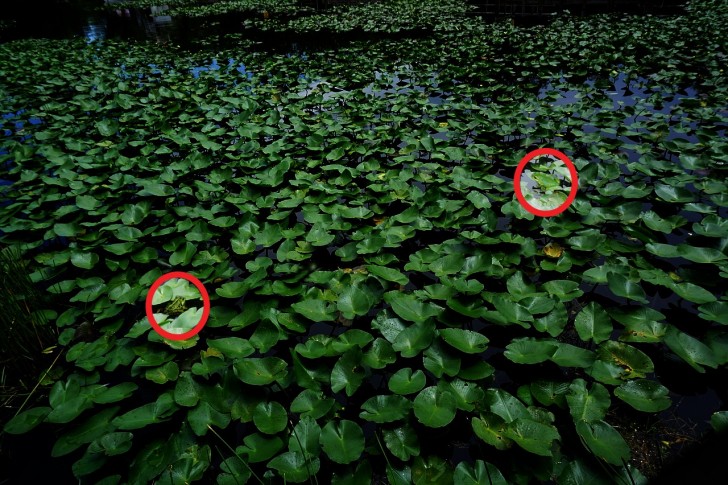 På det härfotot gömmer det sig 2 grodor, men det är nästan omöjligt att se dem inom 15 sekunder - 3