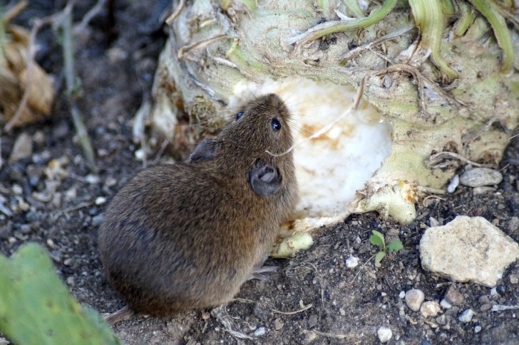 Il problema dei topi in giardino