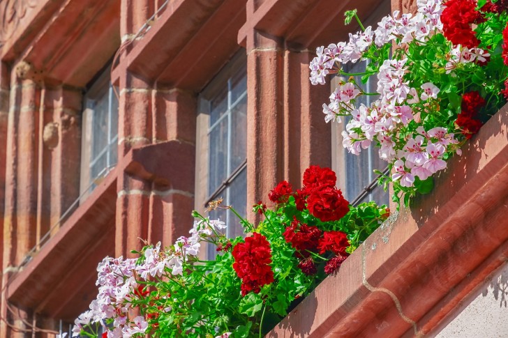 Gerani, tra i più bei fiori da balcone e giardino