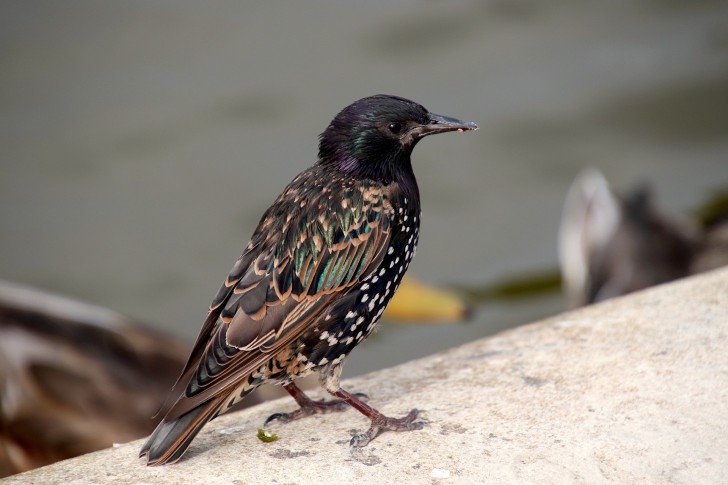 1. European starling