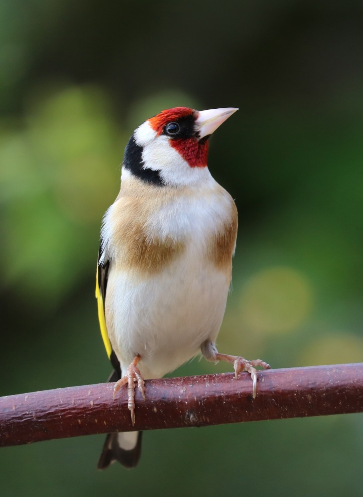 6. Goldfinch