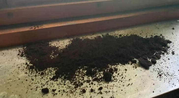 Det vanliga problemet med myror i bostaden: så här driver du bort dem med kaffesump