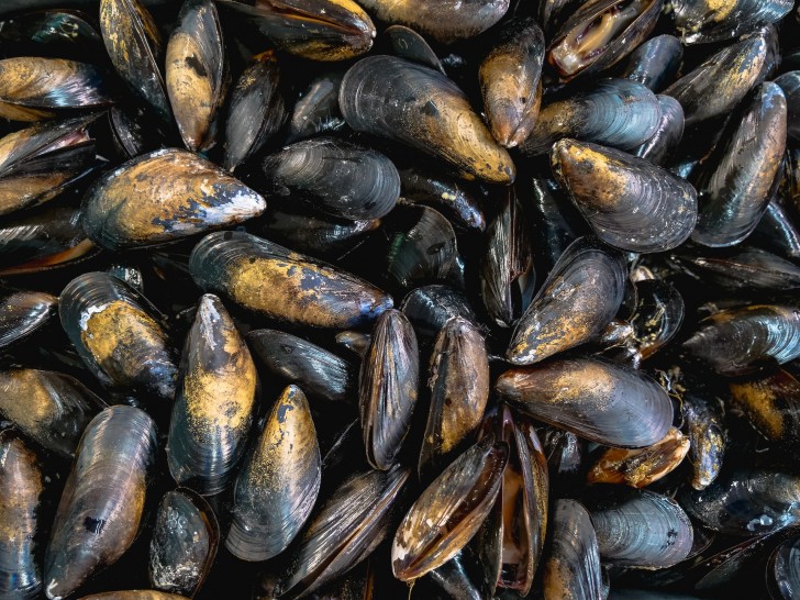 Cozze, ecco cosa devi evitare