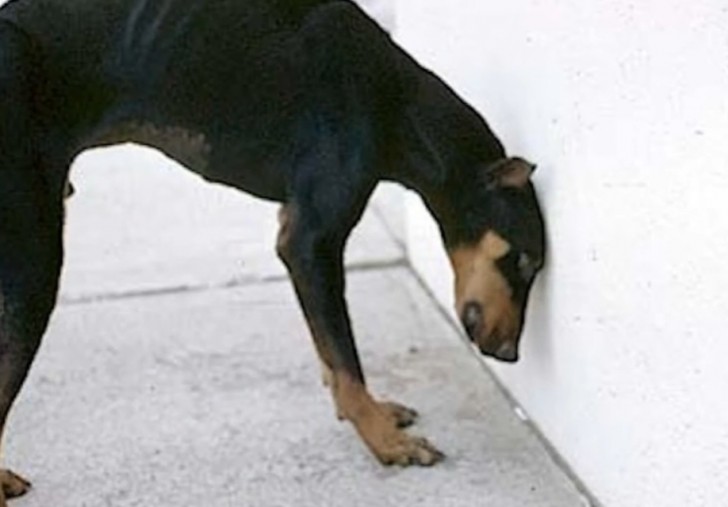 Stray Cat Sanctuary/Youtube screenshot