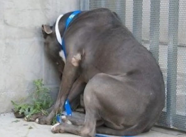 Stray Cat Sanctuary/Youtube screenshot