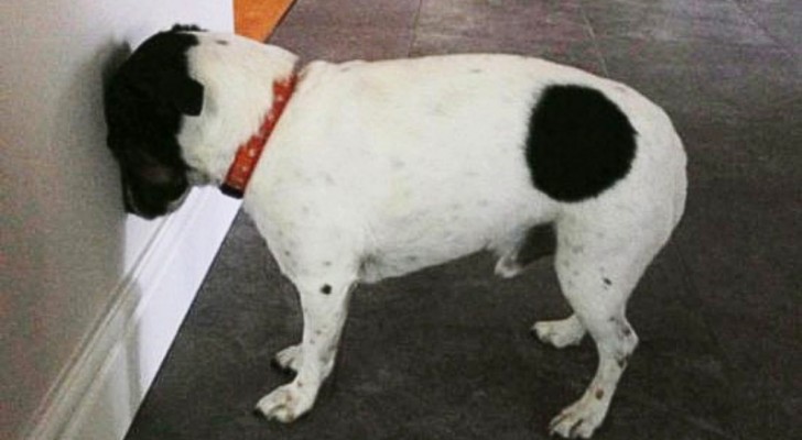 Muso premuto contro il muro: ecco perché devi agire subito