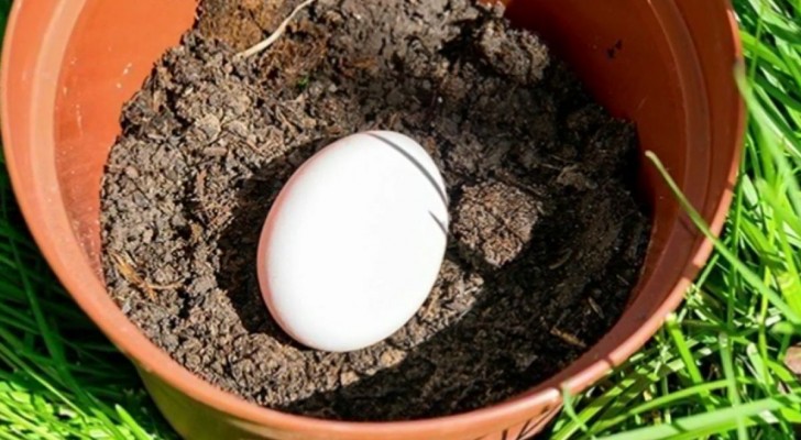 Uova crude per piante rigogliose