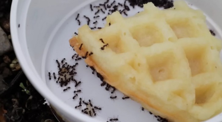 I trucchi naturali contro le formiche: li trovi in cucina
