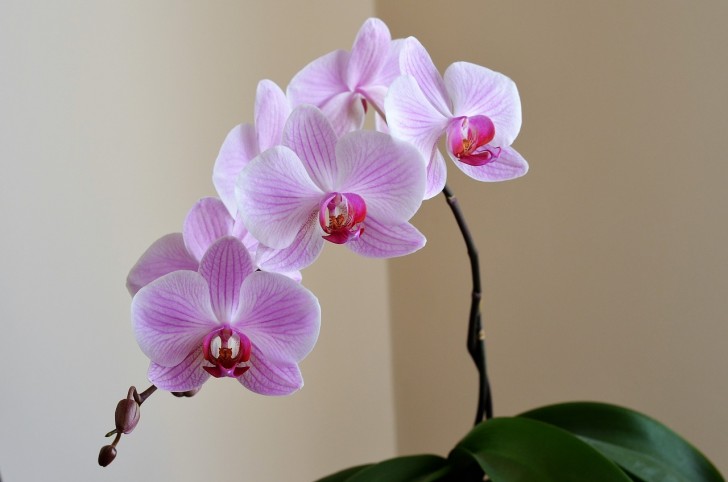 De voordelen van orchideeën kweken in vazen met water