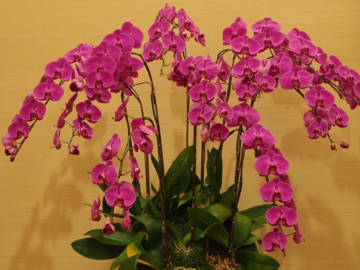 Wie man Orchideen züchtet und sie das ganze Jahr über blühen lässt