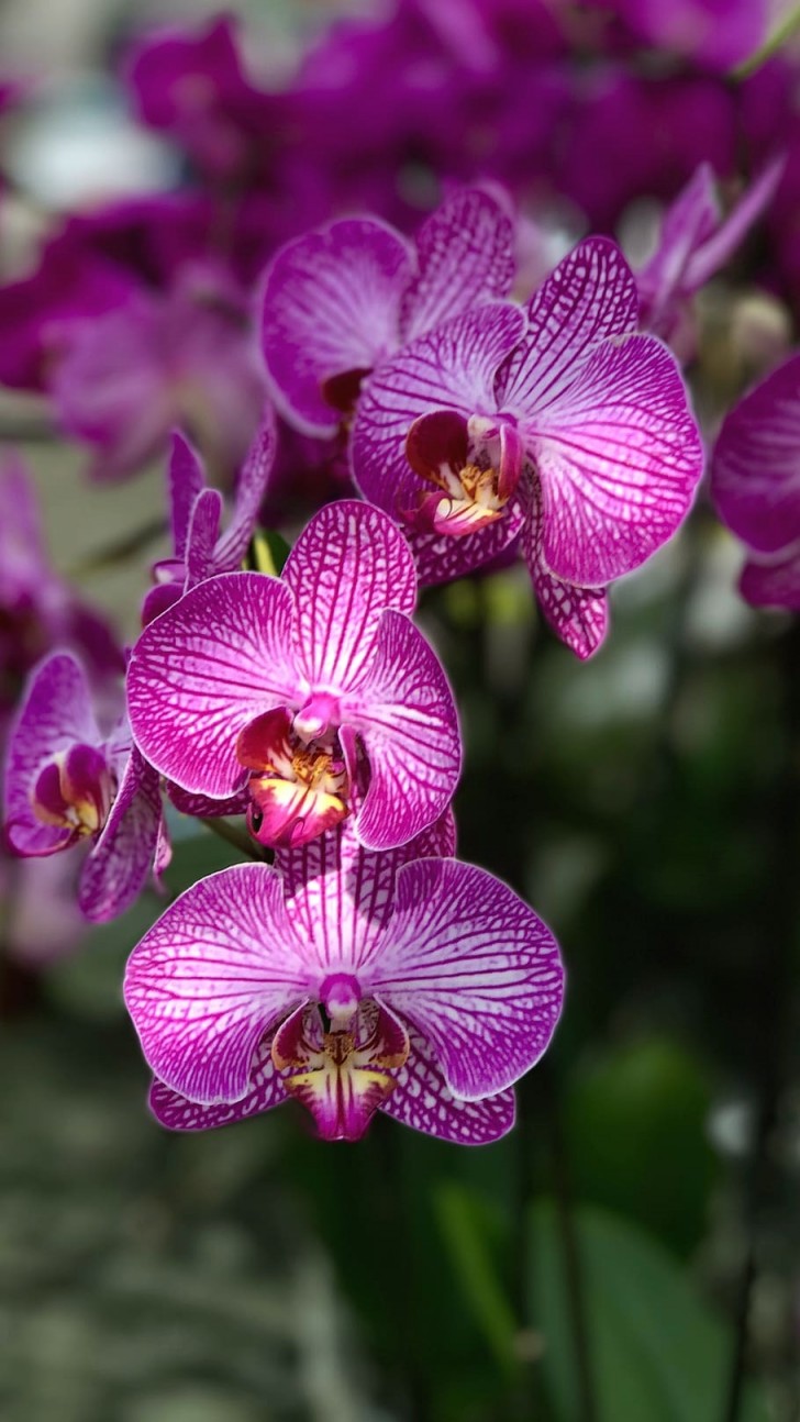 Reiswasser bei Orchideen: Wie wird es verwendet?
