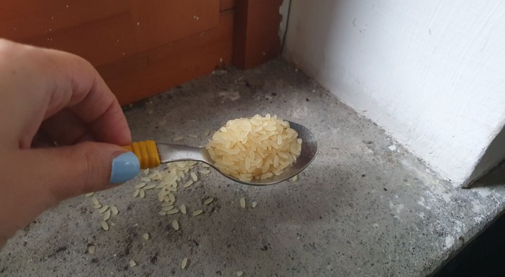 Formiche in casa: il trucco del riso