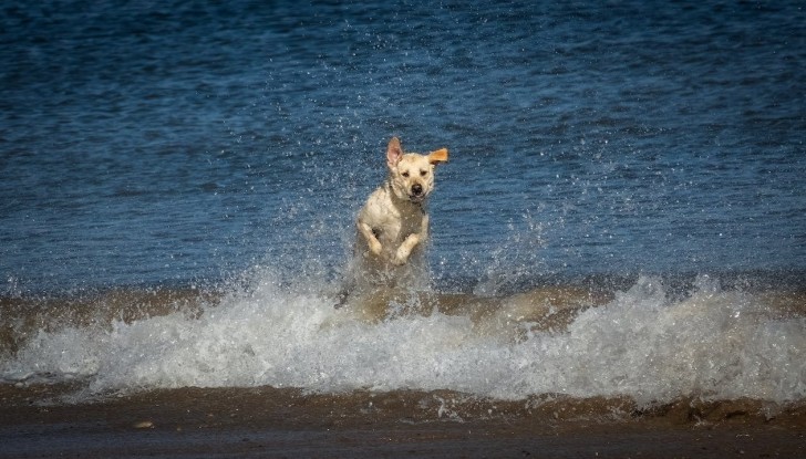 Let op wanneer je hond in het water gaat want er zijn veel gevaren.