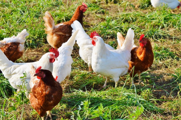 Gibt es einen echten Unterschied zwischen weißen und rosa Hühnereiern? Die Wahrheit