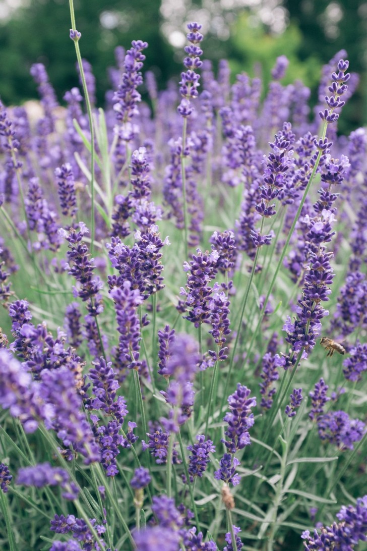 Hoe je lavendel, de fantastische plant die veel goeds brengt, kan gebruiken