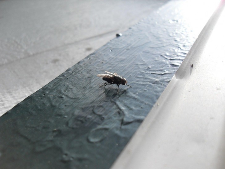 Comment se débarrasser des mouches dans la maison ?