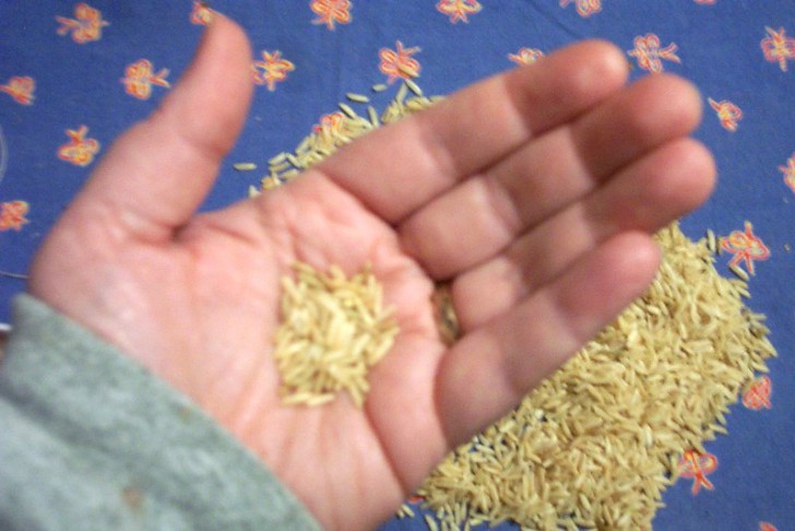 L'importance du riz dans notre alimentation...