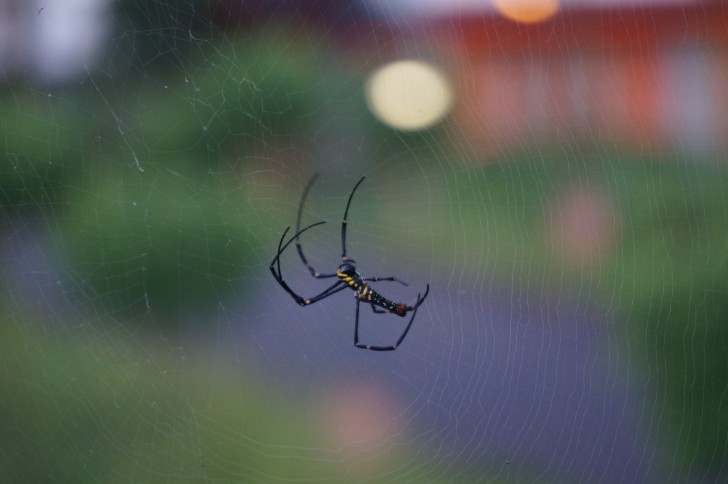 Il problema dei ragni in casa: come risolverlo senza usare prodotti chimici