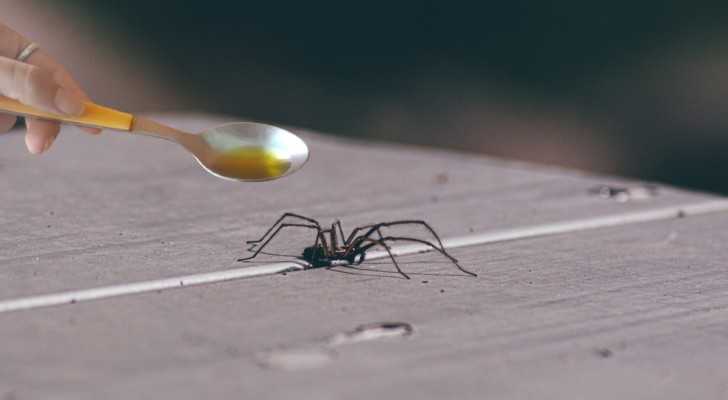 Naturliga spindelavvisande medel: detta fungerar