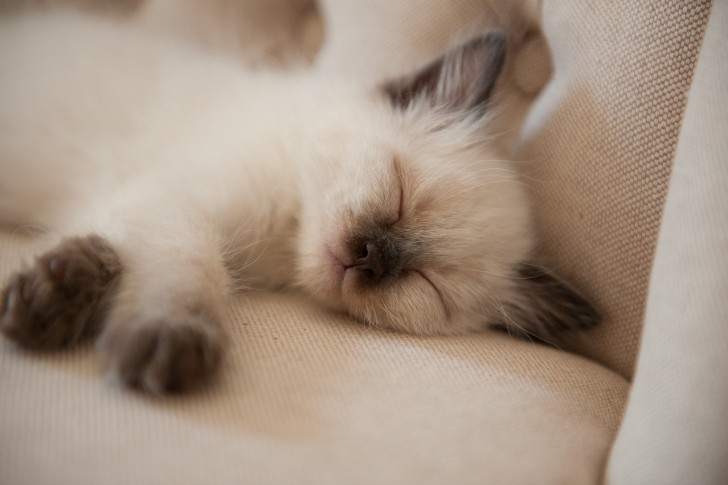 gatto che dorme sul divano