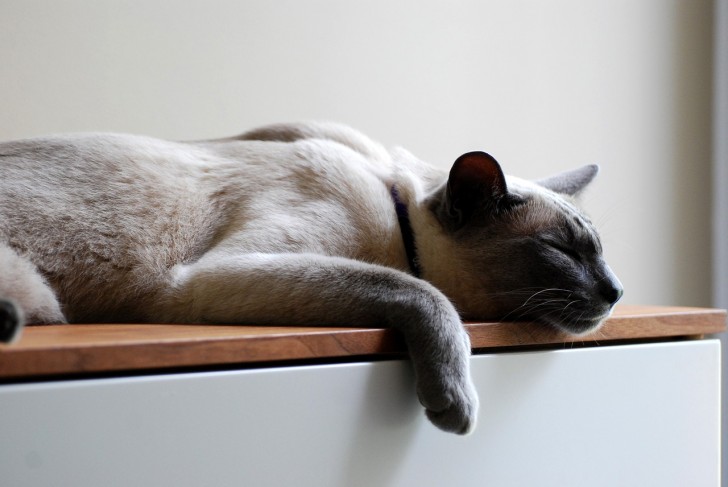 gatto che dorme sul comò