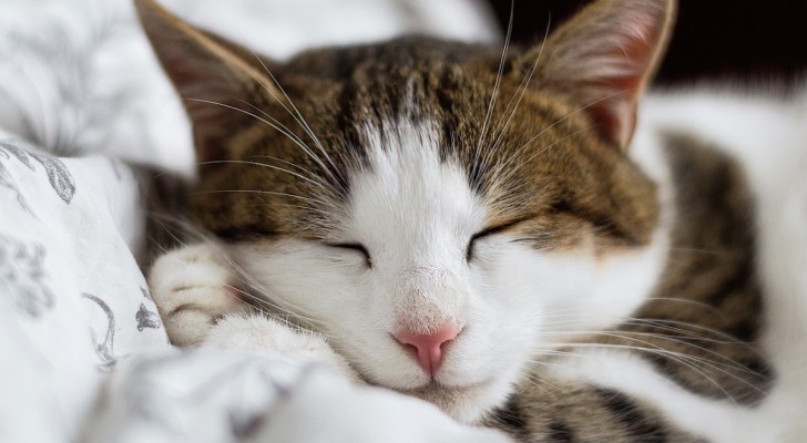 gatto che dorme sul letto