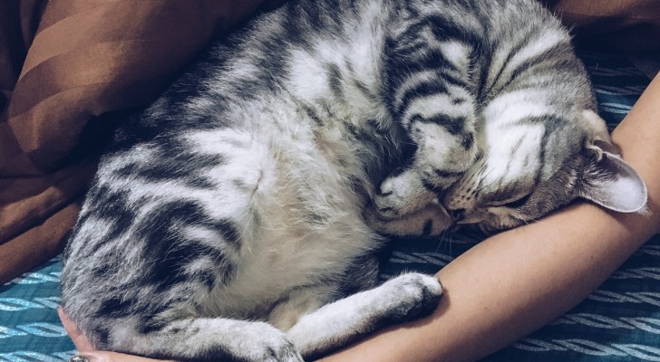 gatto accoccolato
