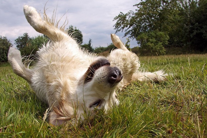 Perché i cani amano rotolarsi con la schiena a terra?