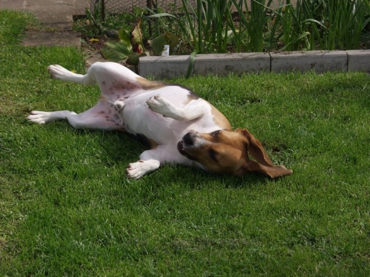 I motivi per cui i nostri cani si rotolano con la schiena a terra sono...
