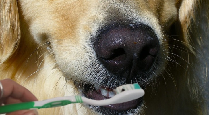Ecco i segnali che ti aiutano a capire se il tuo cane soffre il mal di denti e come riconoscerli
