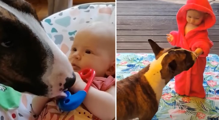 Il primo incontro tra il Bull terrier e la bambina: l'inizio di una vita insieme