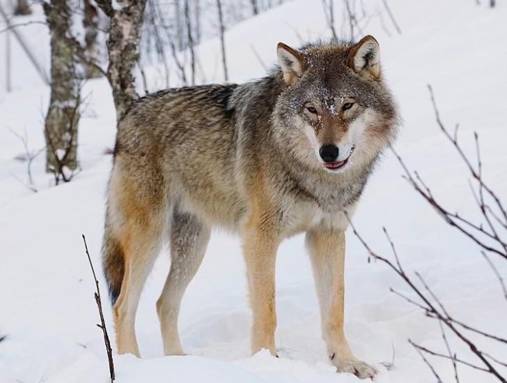 Das Wesen des Wolfes