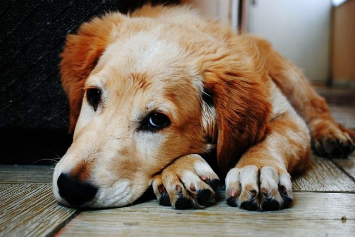 Perché il tuo cane si morde costantemente le unghie delle zampe?