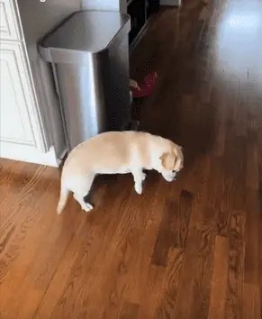 cucciolo di cane beige