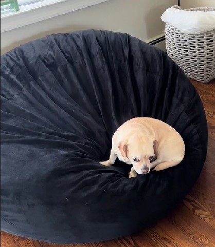 cucciolo di cane beige sul cuscino