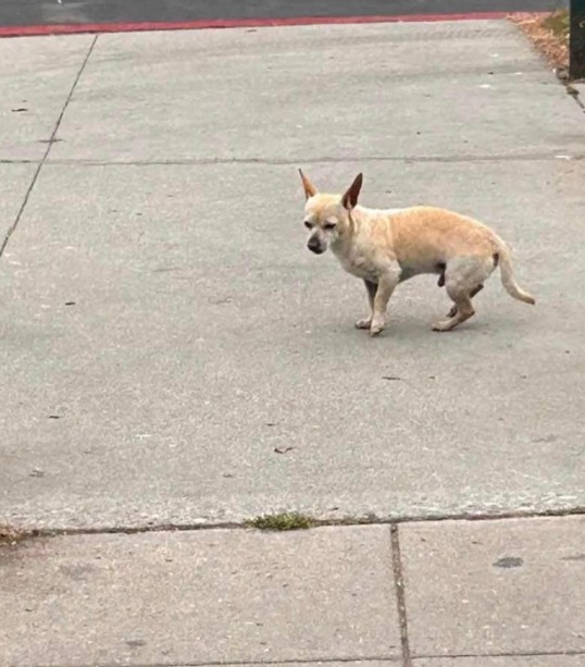 cane abbandonato per strada