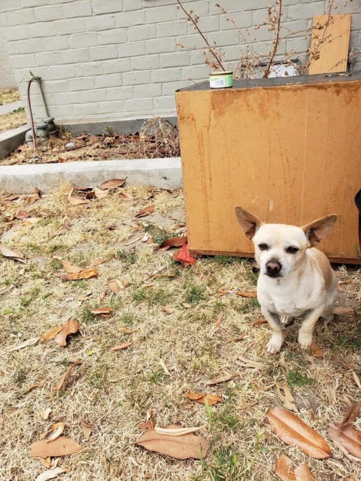 cane abbandonato per strada aspetta i suoi padroni