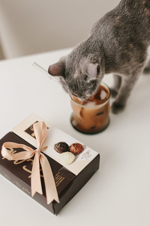 Cioccolata si o no per i nostri amici felini?