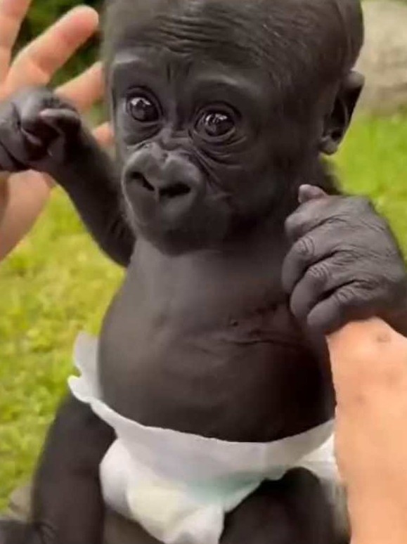 Tenero cucciolo di gorilla con il pannolino
