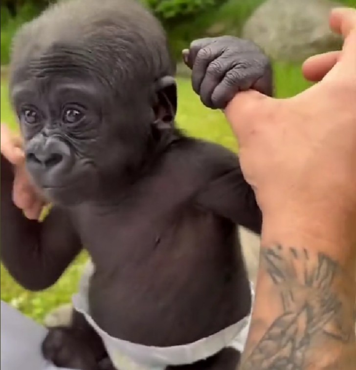 cucciolo di gorilla con il pannolino