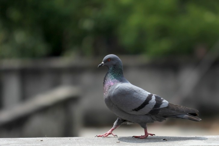 Les pigeons... un sacré problème