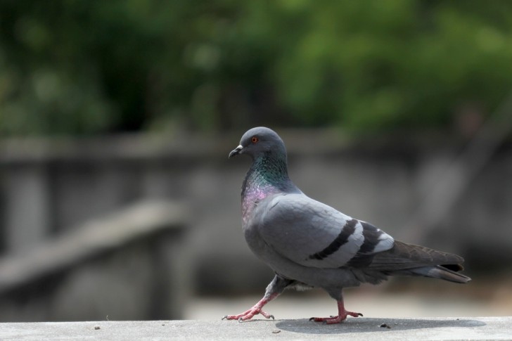 Palomas...qué gran problema