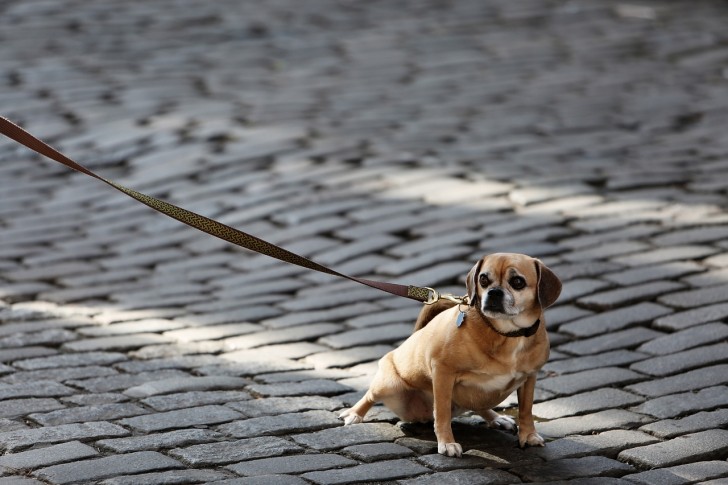 Quando il rifiuto della passeggiata è preoccupante: problemi di salute del cane