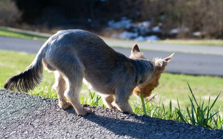 Il cane mangia troppa erba: cosa fare?