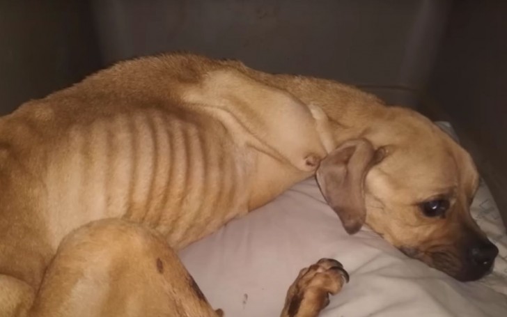 Cagnolina ridotta a pelle e ossa: la commovente storia di Brighe