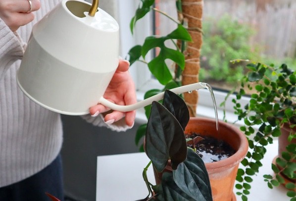 Les plantes grasses