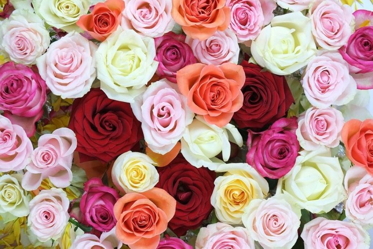 The secret message behind the colors of roses